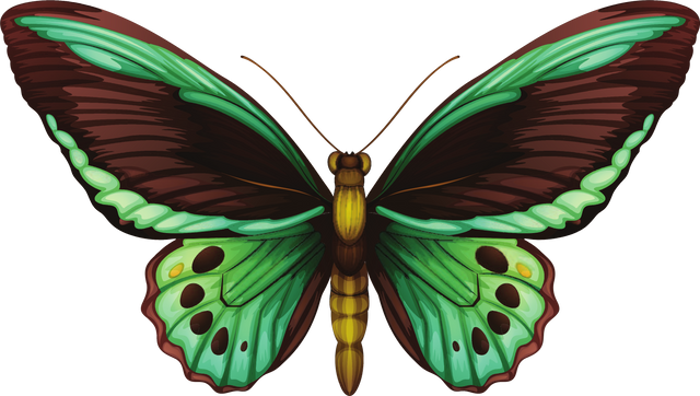 Realistic butterfly 